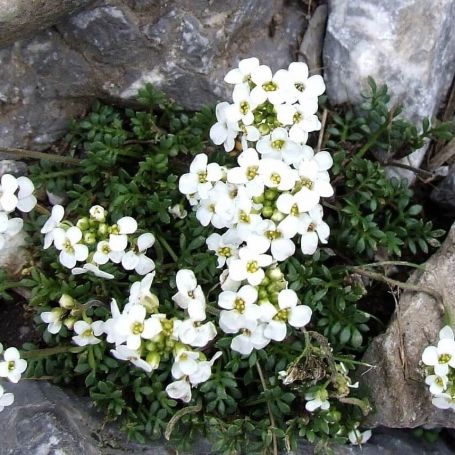 Hutchinsia alpina 'Crystal Carpet' main image