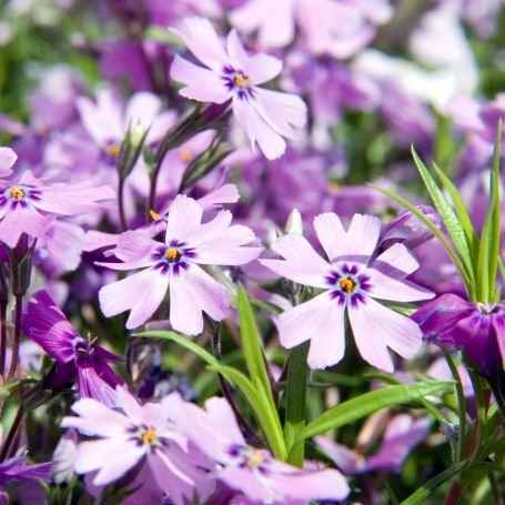 Phlox subulata 'Purple Beauty' main image