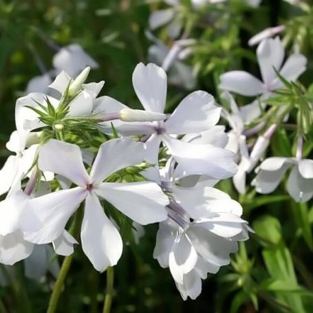 Phlox divaricata 'White Perfume' main image