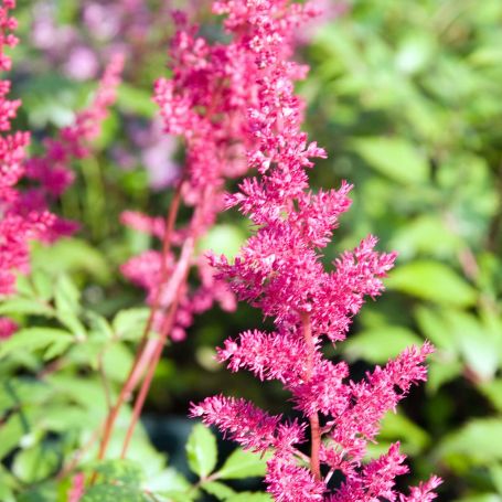 Astilbe x arendsii 'Fanal' main image