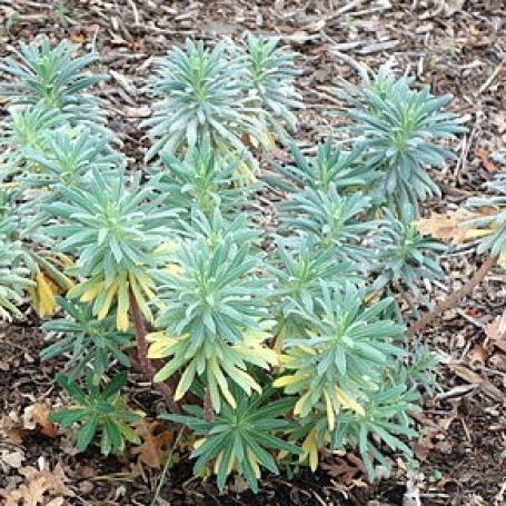 Euphorbia characias 'Portuguese Velvet' main image