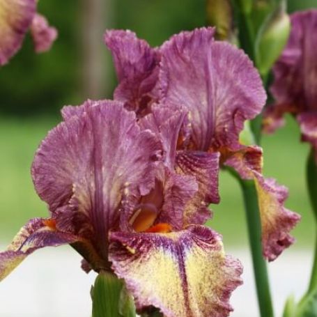 Iris germanica 'Red Orchid' main image