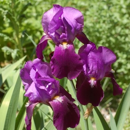 Iris germanica 'Sable' main image