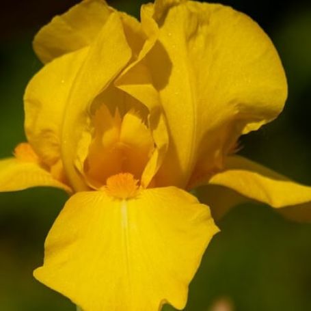 Iris germanica 'Saint Crispin' main image