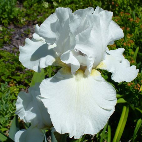 Iris germanica 'White City' main image