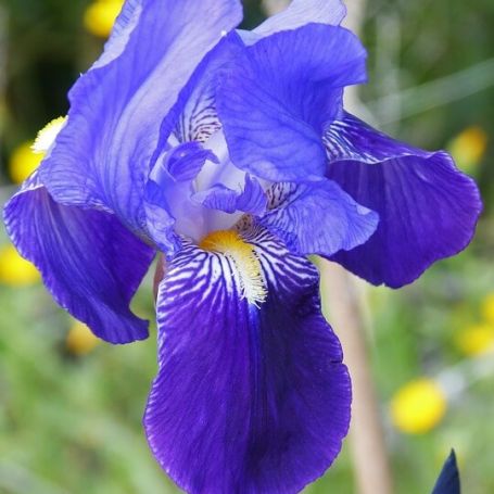 Iris sibirica 'Blue King' main image