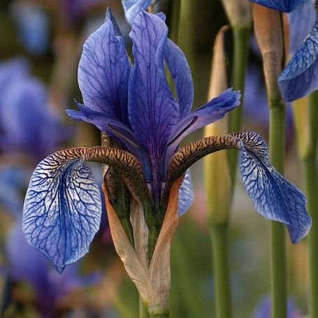Iris sibirica 'Tropic Night' main image