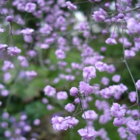 Thalictrum del. 'Hewitts Double' main image