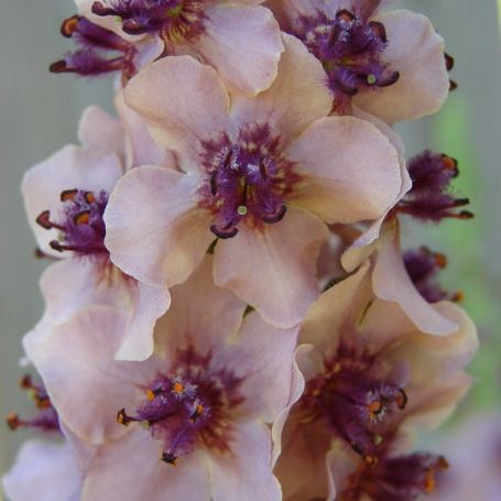 Verbascum 'Southern Charm' main image