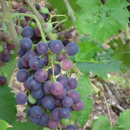 Grape Vine 'Muscat Bleu' main image