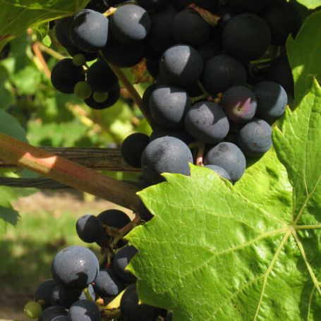 Grape Vine 'Siebel' main image