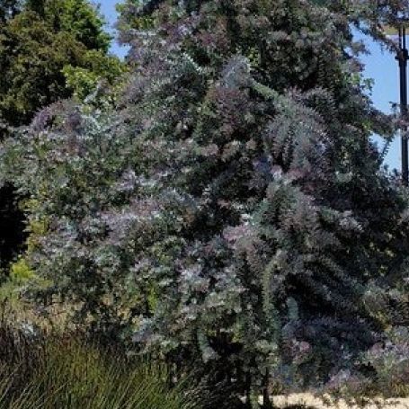 Acacia baileyana 'Purpurea' main image