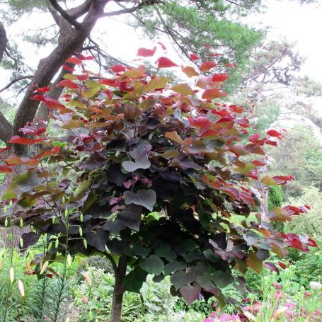 Cercis canadensis 'Forest Pansy' main image