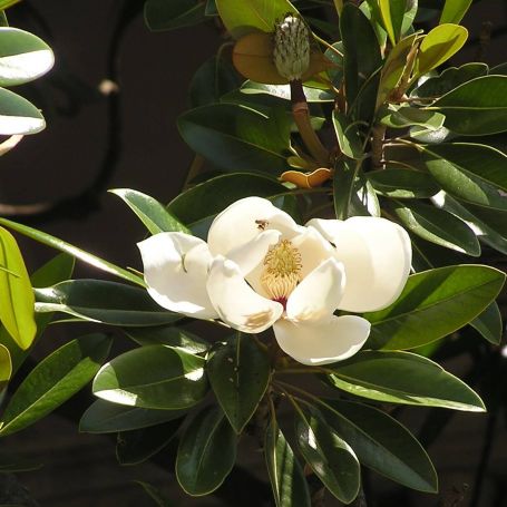 Magnolia grandiflora 'Exmouth' main image