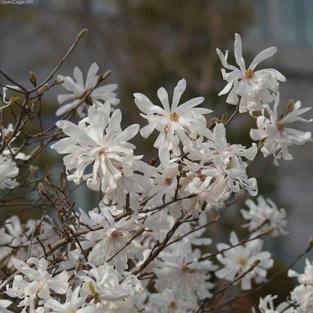 Magnolia stellata 'Royal Star' main image