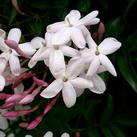 Jasminum polyanthemum  main image