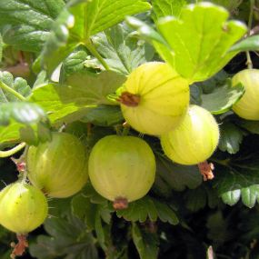Gooseberry 'Hinomaki Green'