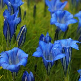 Gentiana 'Mixed Colours'
