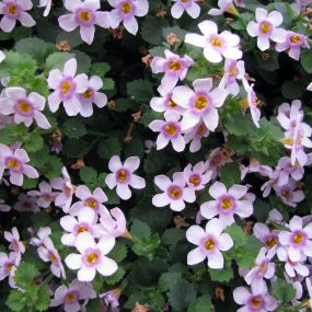 Bacopa 'Pink'