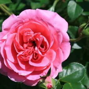 Rose 'Lancashire'