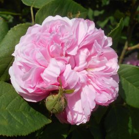 Rose 'Jacques Cartier'