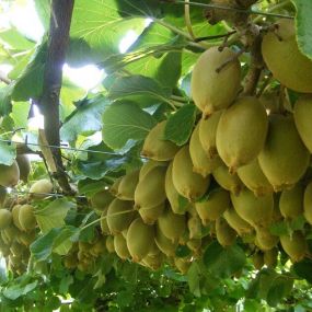 Kiwi Fruit 'Actinidia Isaai'