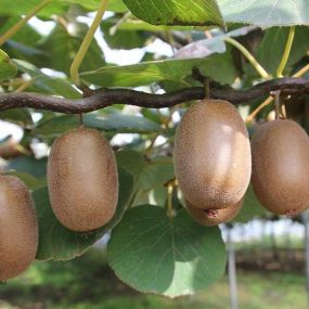 Kiwi Fruit 'Actinidia Solo'