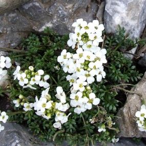Hutchinsia alpina 'Crystal Carpet'