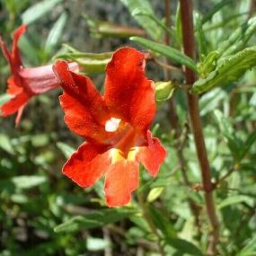 Mimulus 'Highland Red'