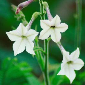 Nicotiana affinis 'White Tobacco Plant'