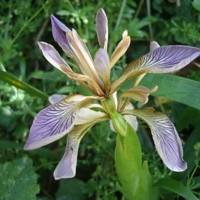 Iris foetidissima 