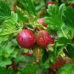 Gooseberry 'Hinomaki Red'