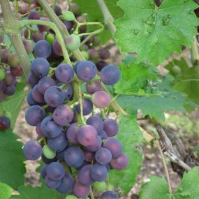 Grape Vine 'Muscat Bleu'