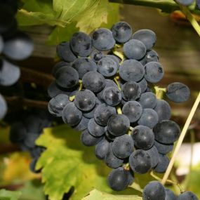 Grape Vine 'Regent'
