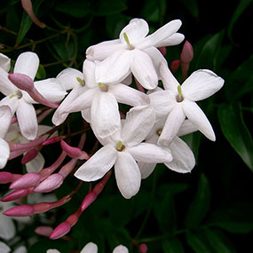 Jasminum polyanthemum 