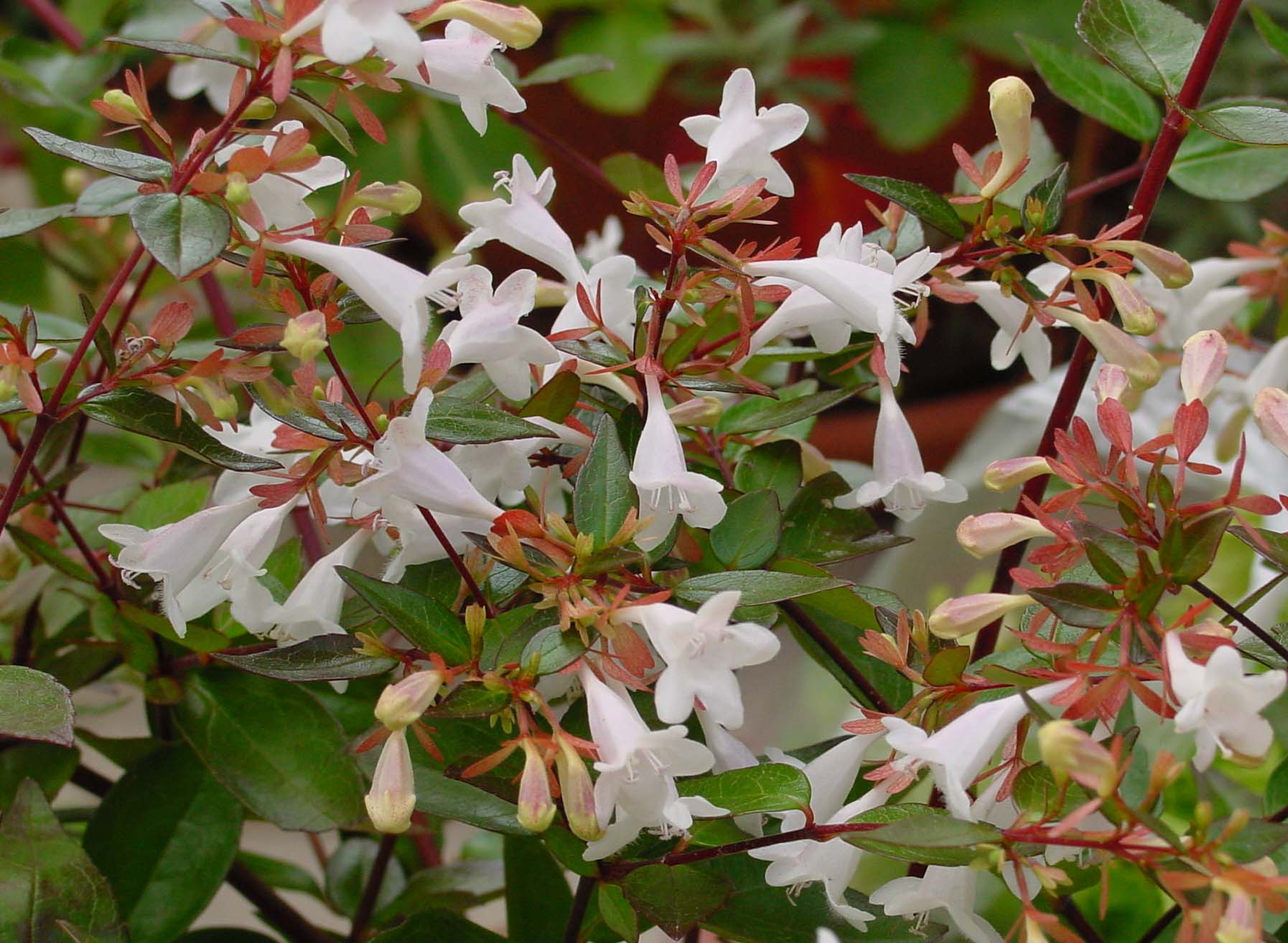 Abelia x grandiflora  814