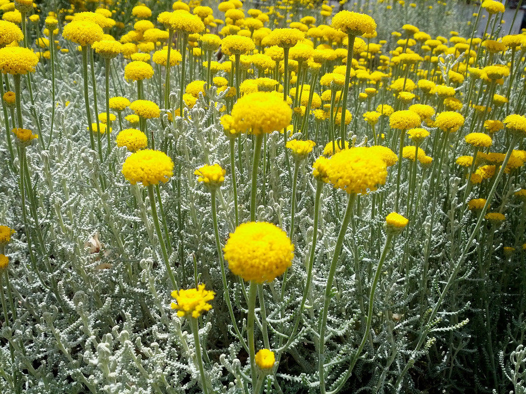 Santolina Chamaecypariss Riverside Garden Centre