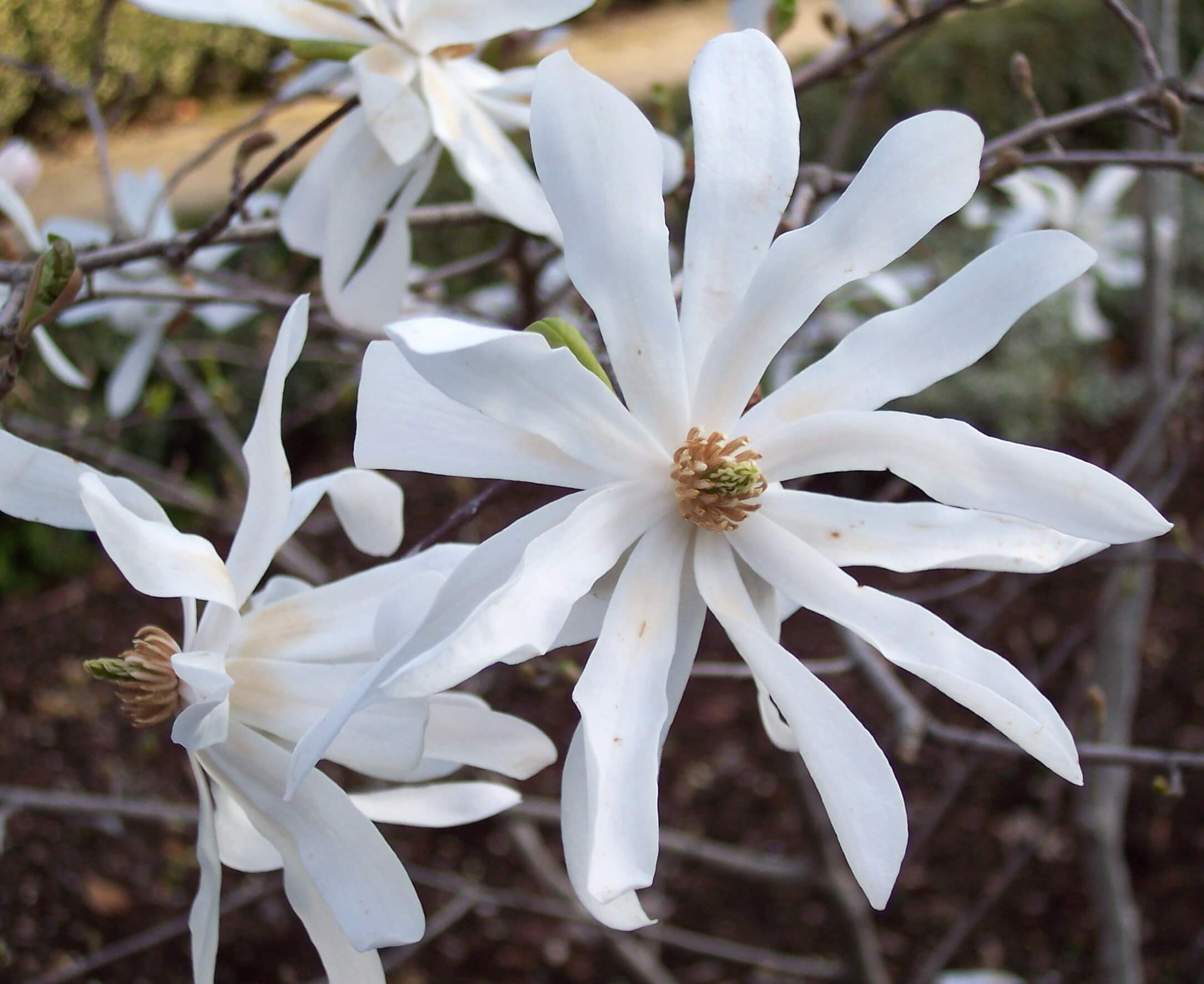 Magnolia stellata  1063