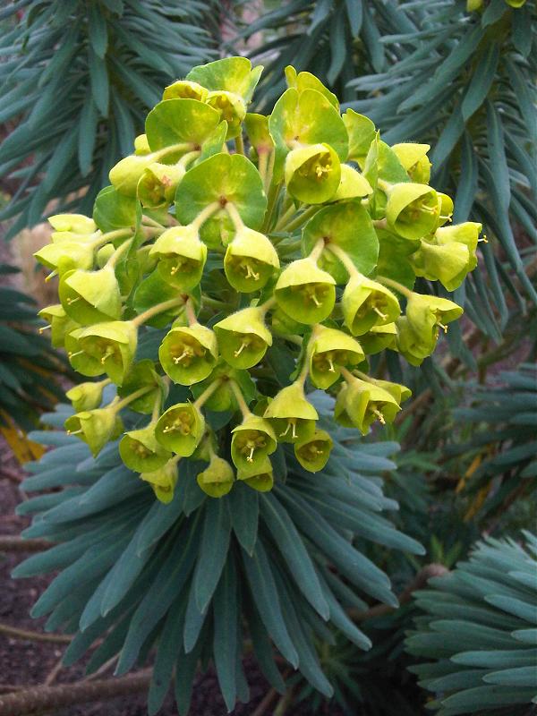 Euphorbia characias 'ssp. wulfenii' 588