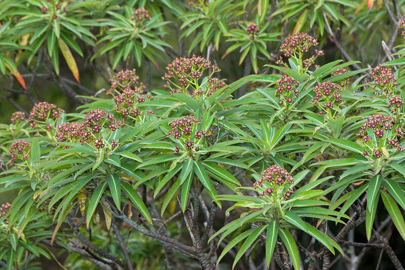 Euphorbia mellifera 588