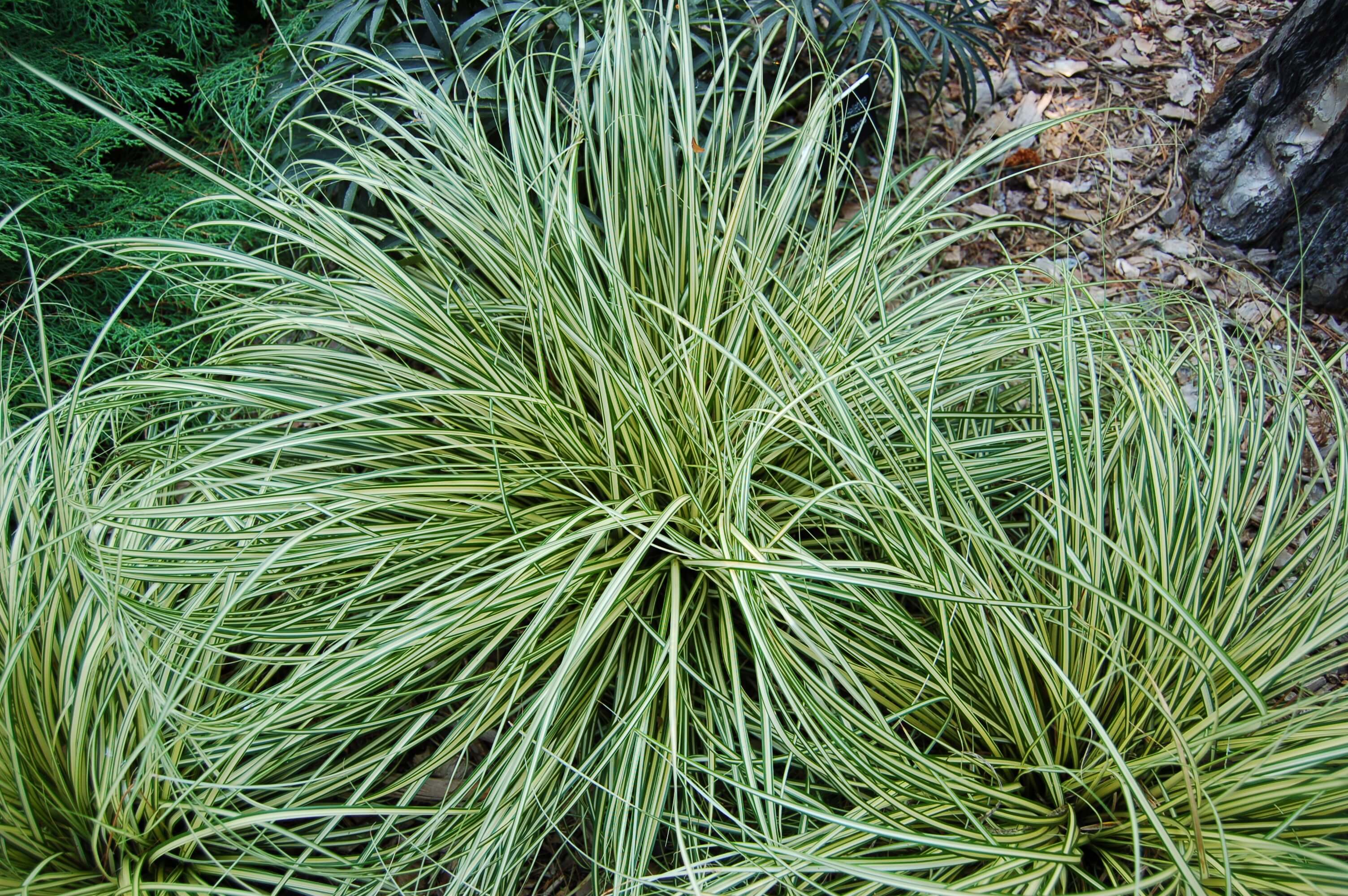 Carex 'Evergold' 389