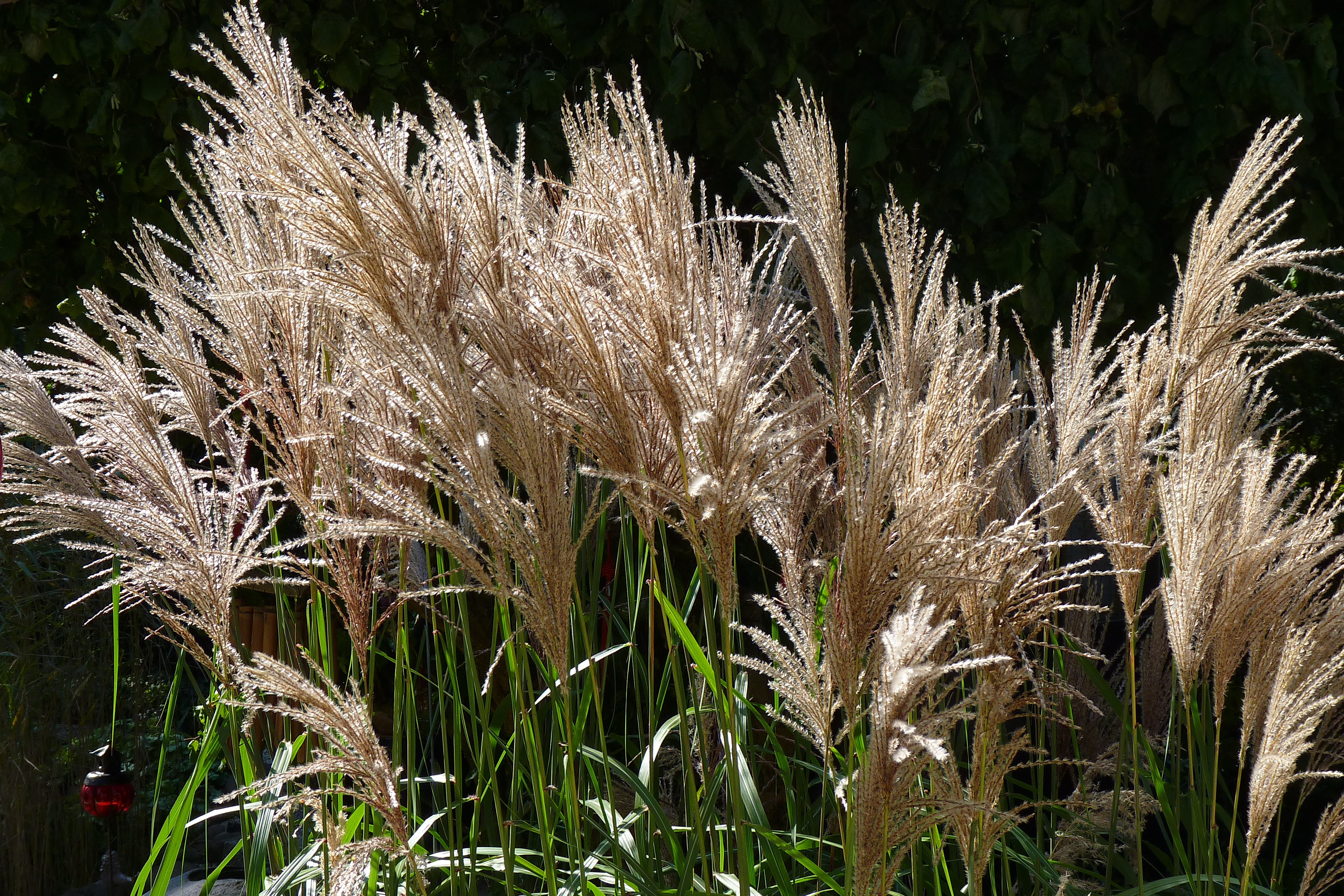Miscanthus Sinensis Malepartus Riverside Garden Centre
