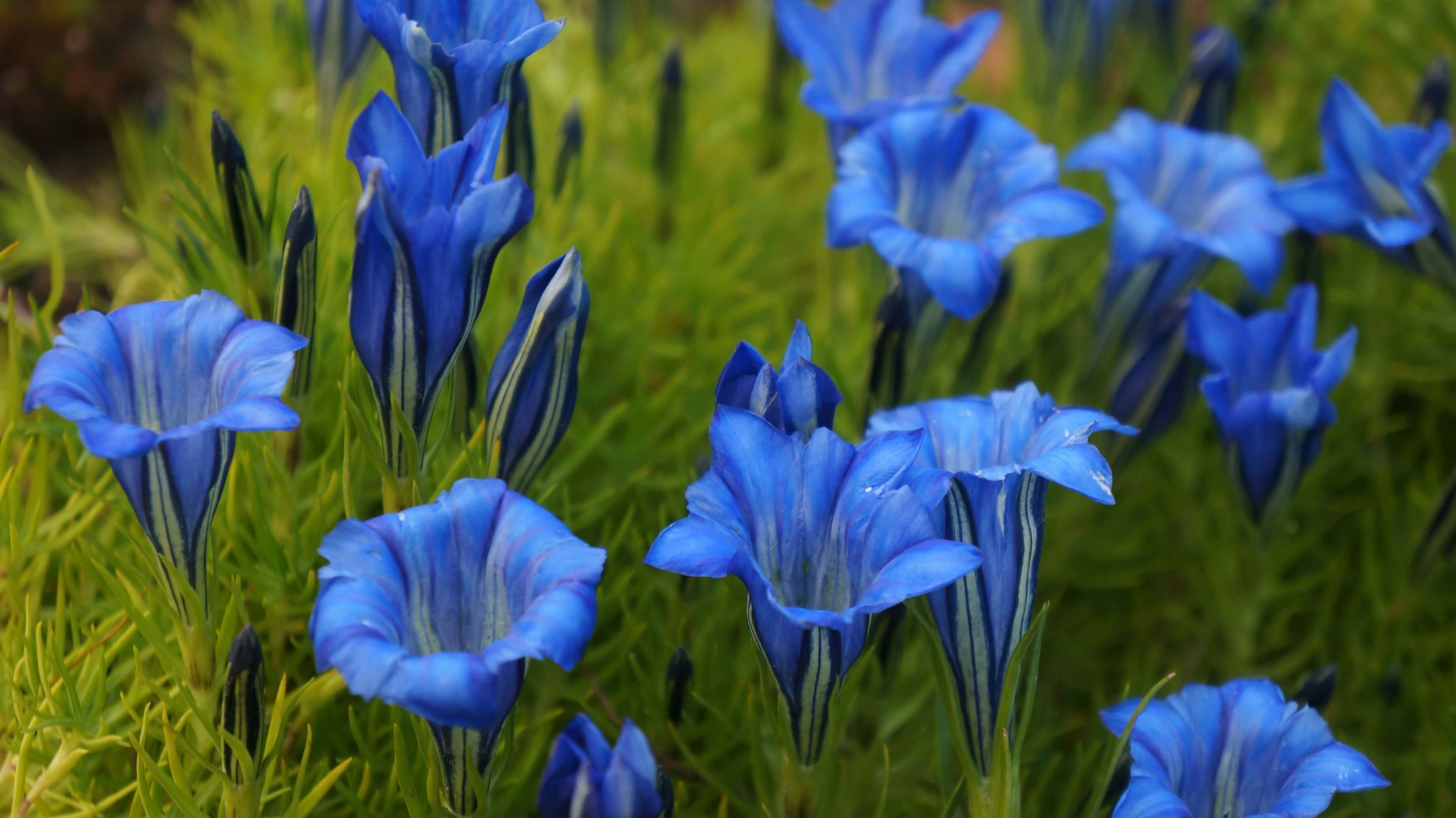 Gentiana 'Mixed Colours' 1
