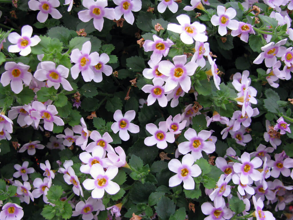 Bacopa 'Pink' 121