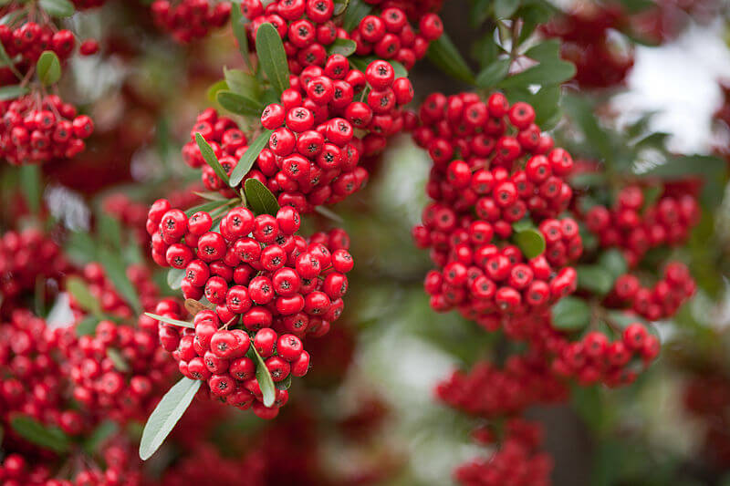 Pyracantha 'Mohave' 814