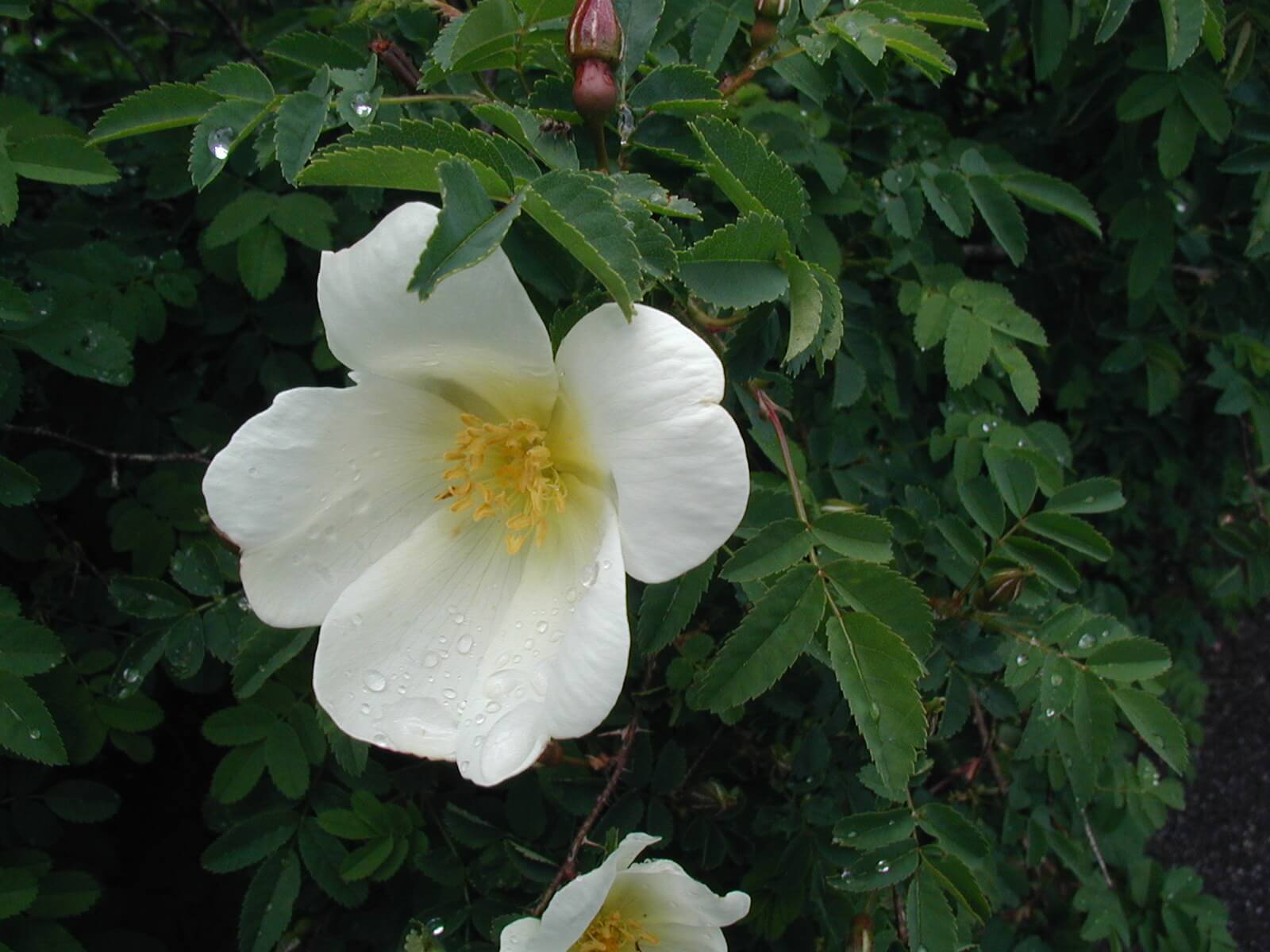 Rose rugosa 'Alba' 800