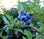 Blueberry 'Darrow' 993