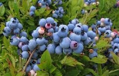 Blueberry 'Earliblue' 993