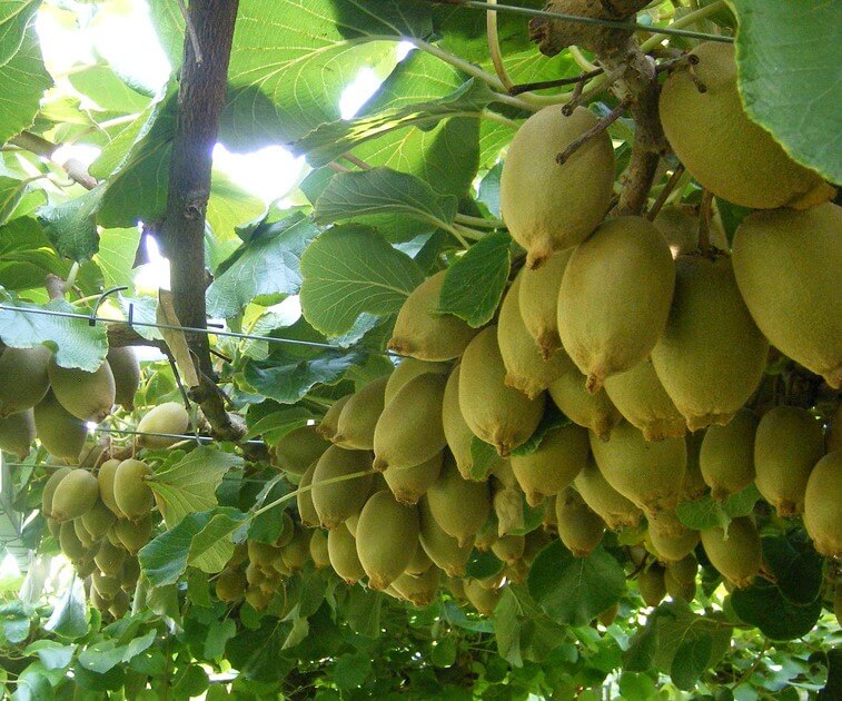 Kiwi Fruit 'Actinidia Isaai' 993