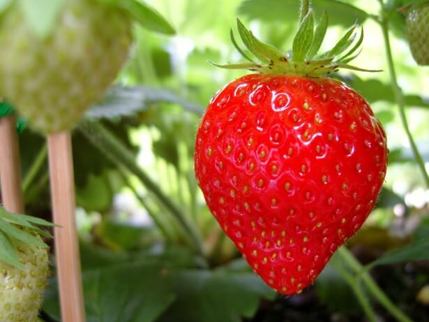 Strawberry 'Honeoye' 993